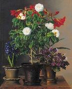 johan, Camelias, amaryllis, hyacinth and violets in ornamental pots on a marble ledge